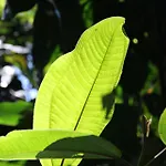 Pousada Sitio Araribá